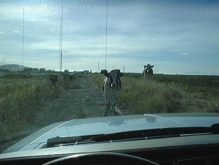 cows1.jpg - 20.0 K